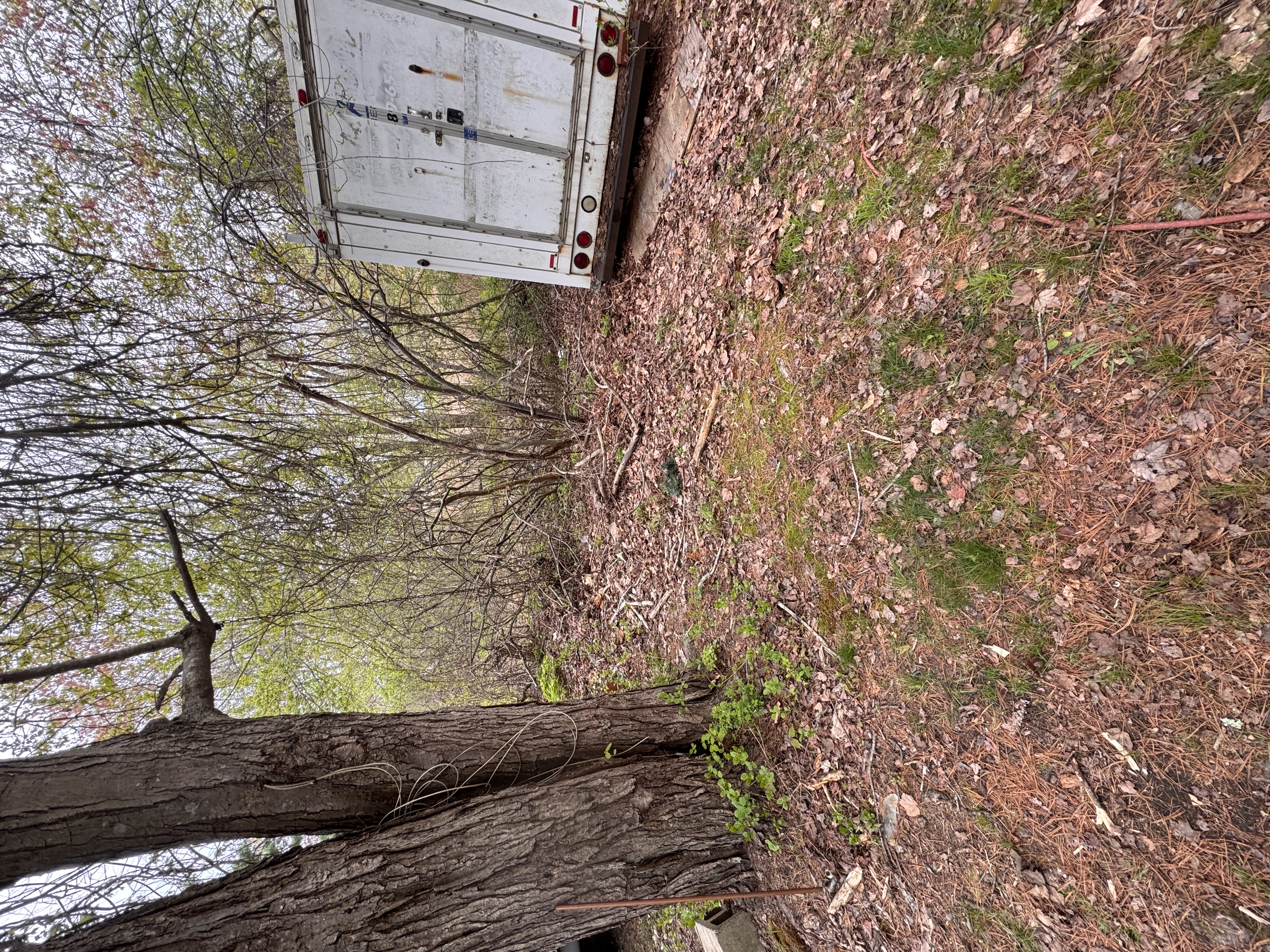 After — wooded area