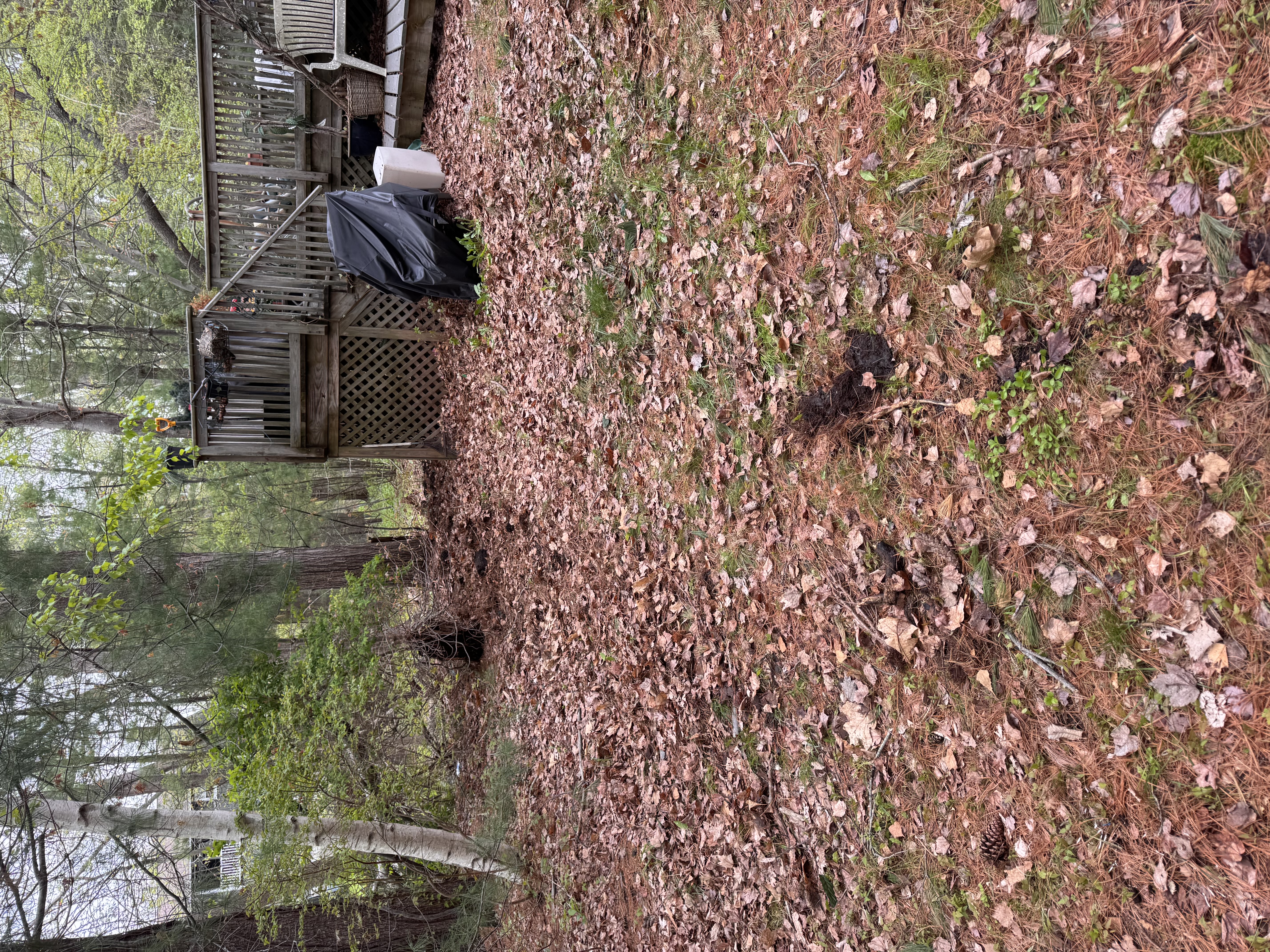 After — yard cleanout
